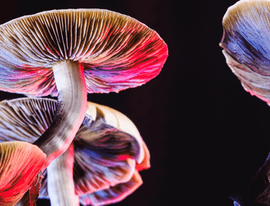  Longitudinal Survey from Psilocybin Retreat Demonstrates Lasting Symptom Relief for Major Depression and Anxiety Disorders