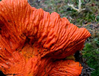 The Complete Guide to Lobster Mushrooms