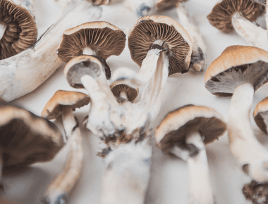 Washington State Bill for Psilocybin Services Overhauled for Further Study