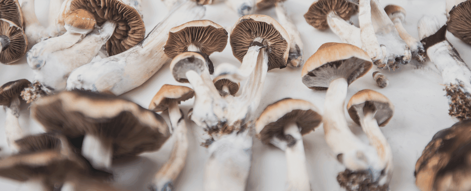 Washington State Bill for Psilocybin Services Overhauled for Further Study