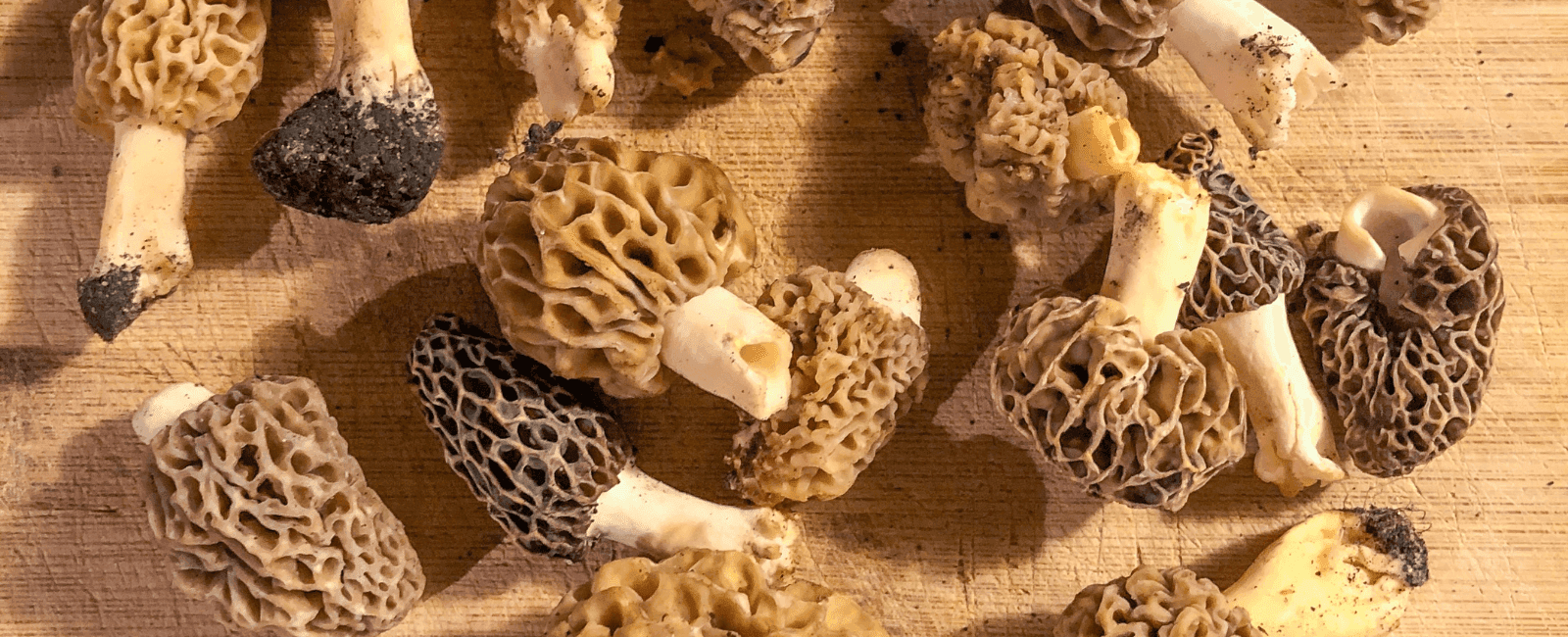 The Best Morel Mushroom Recipes for Your Foraged Harvest