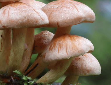 Mushrooms as Bioindicators: A Natural Solution to Environmental Monitoring