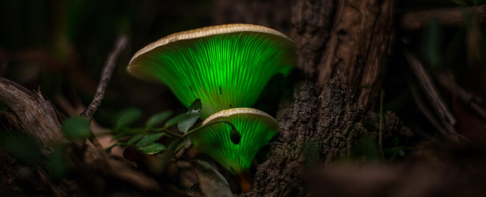The Complete Guide to Ghost Mushrooms