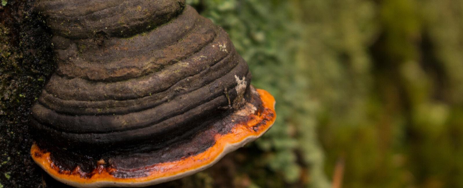 The Complete Guide to Chaga Mushrooms