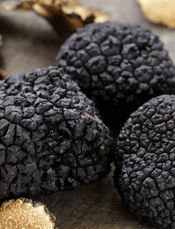 Understanding Truffles: The World's Most Coveted Fungi