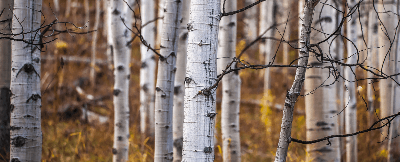 Aspen Groves and Fungal Allies Threatened by Climate Change