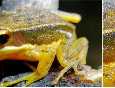 Mushroom Recorded on Living Frog for First Time