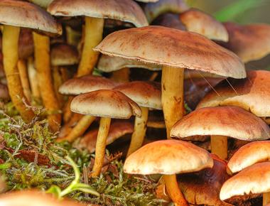 The Complete Guide to Agaricus Blazei Mushrooms