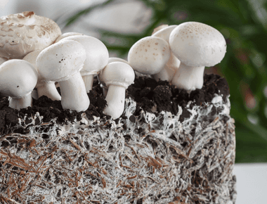 The Best Mushrooms to Start Growing at Home