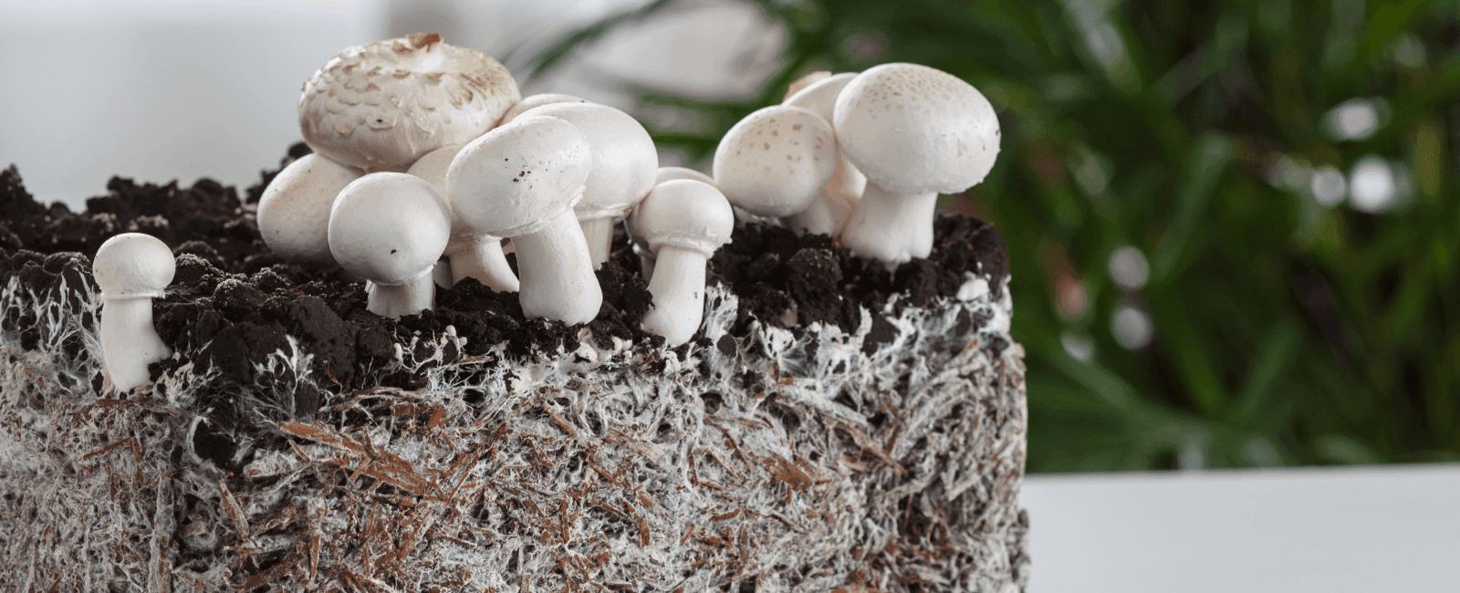 The Best Mushrooms to Start Growing at Home