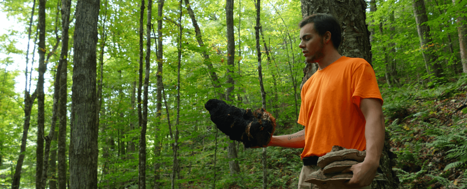 Why Preserving Old Growth Forests Is Key to Chaga Sustainability with Garrett Kopp of Birch Boys Chaga