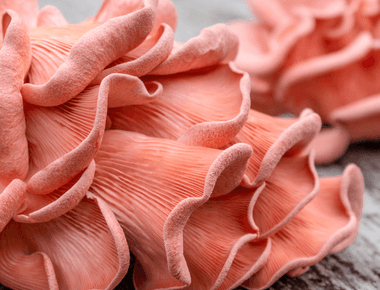 14 Recipes for Those Pink Oyster Mushrooms You've Been Eyeing