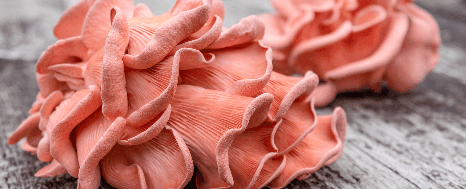 The Best Pink Oyster Mushroom Recipes from Around the Web