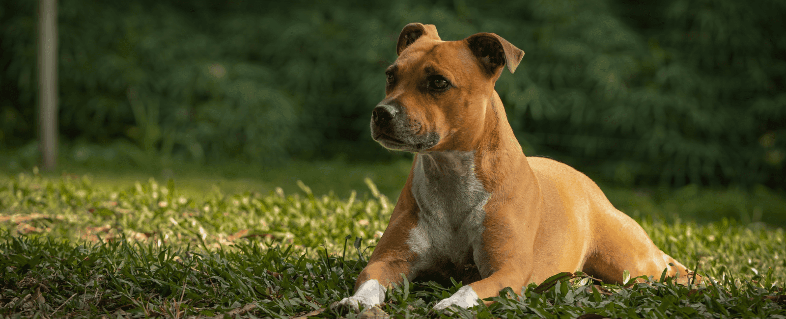 Battling Canine Cancer: How Medicinal Mushrooms Can Help Your Dog's Recovery