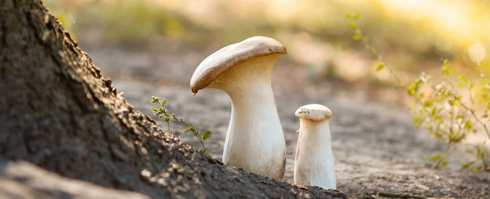 The Complete Guide to King Oyster Mushrooms