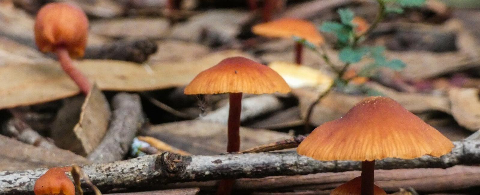 The Complete Guide to Flying Saucer Mushrooms
