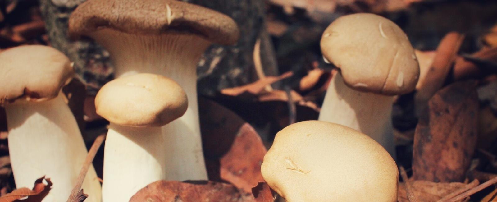 The Complete Guide to King Trumpet Mushrooms