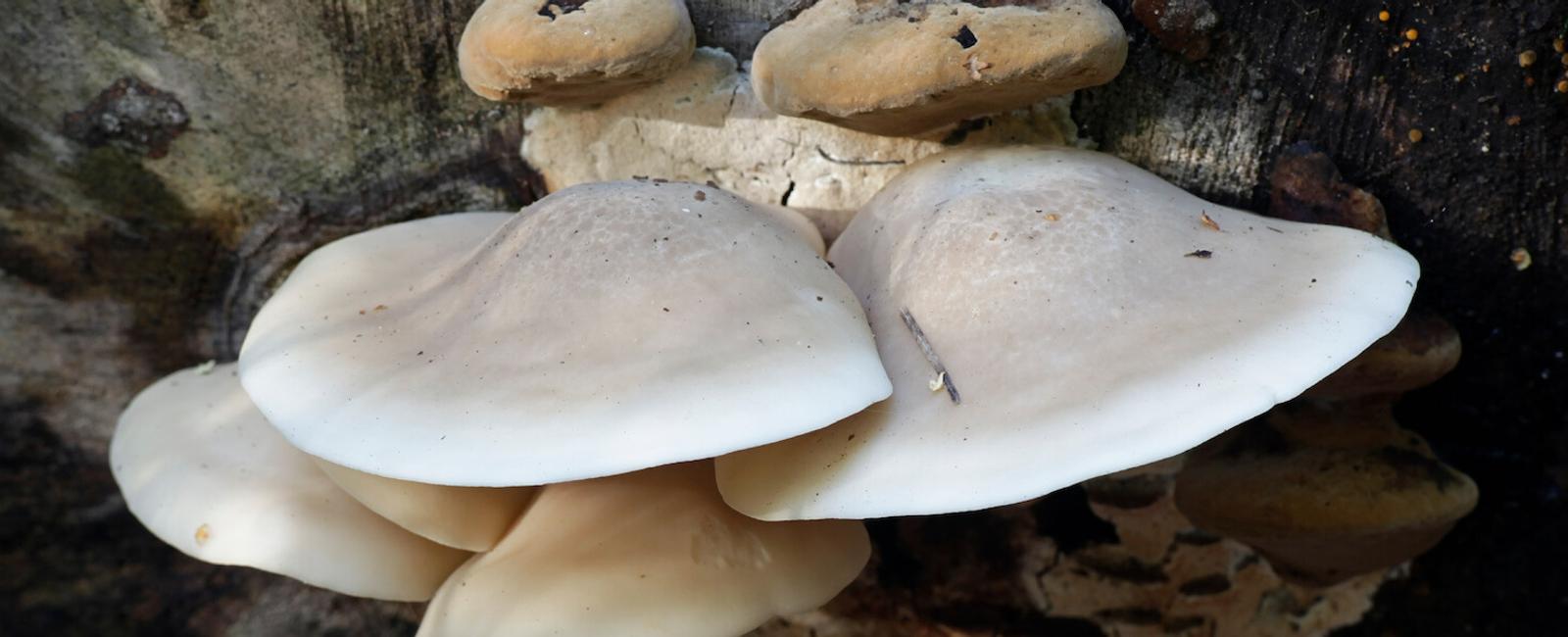 The Complete Guide to Elm Oyster Mushrooms