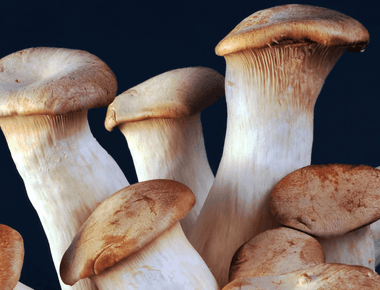 New Research Highlights Weight Management Benefits of King Oyster Mushroom