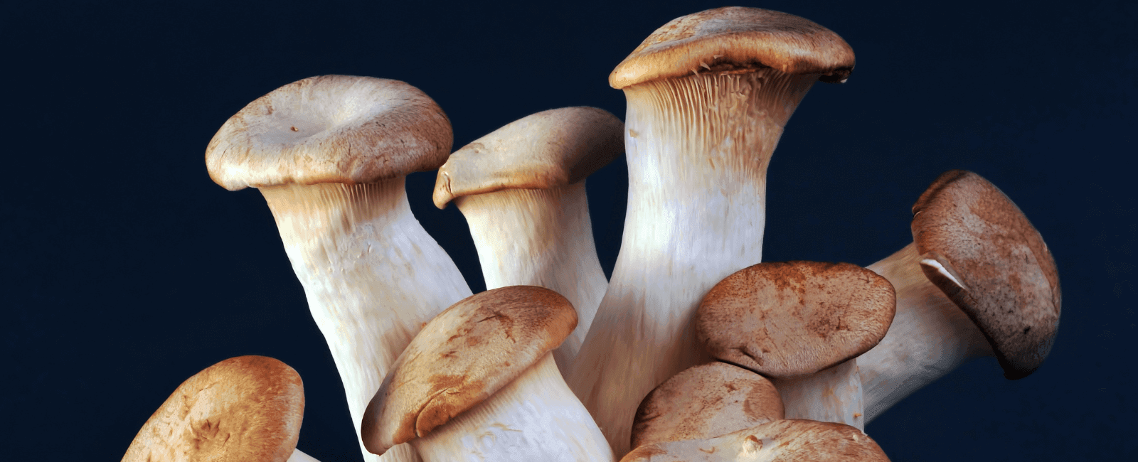 New Research Highlights Weight Management Benefits of King Oyster Mushroom