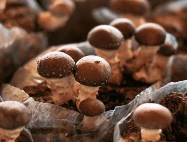 The Mushroom Supplement Conundrum: Fruiting Bodies vs. Mycelium