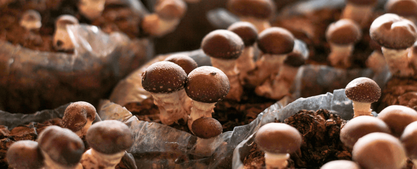 The Mushroom Supplement Conundrum: Fruiting Bodies vs. Mycelium