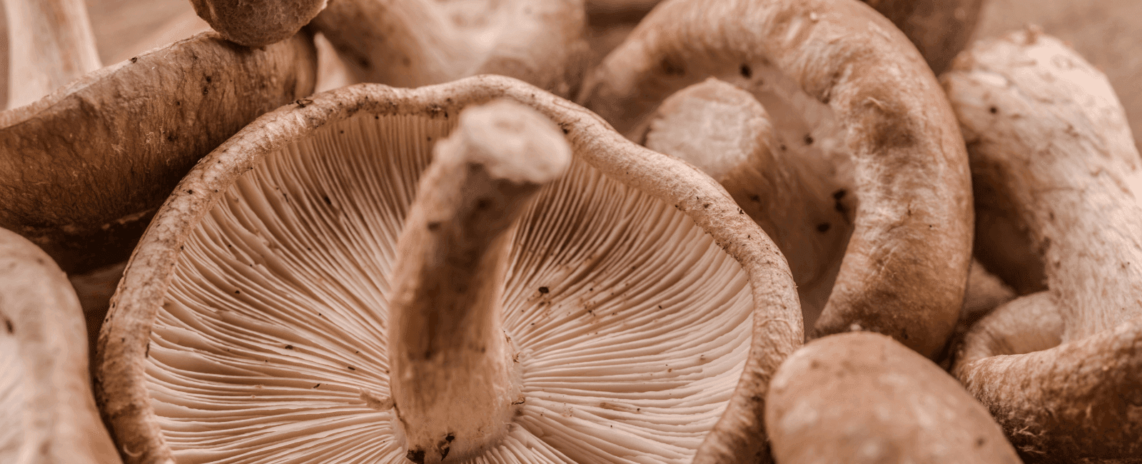 New Study Finds Link Between Regular Mushroom Consumption and Lowered Risk of Diabetes