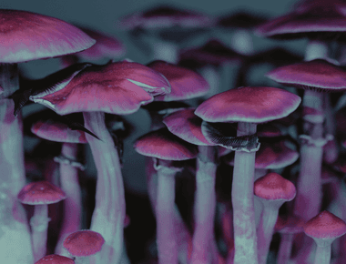 A New Study Links Non-Clinical Psilocybin Use to Improved Mental Health