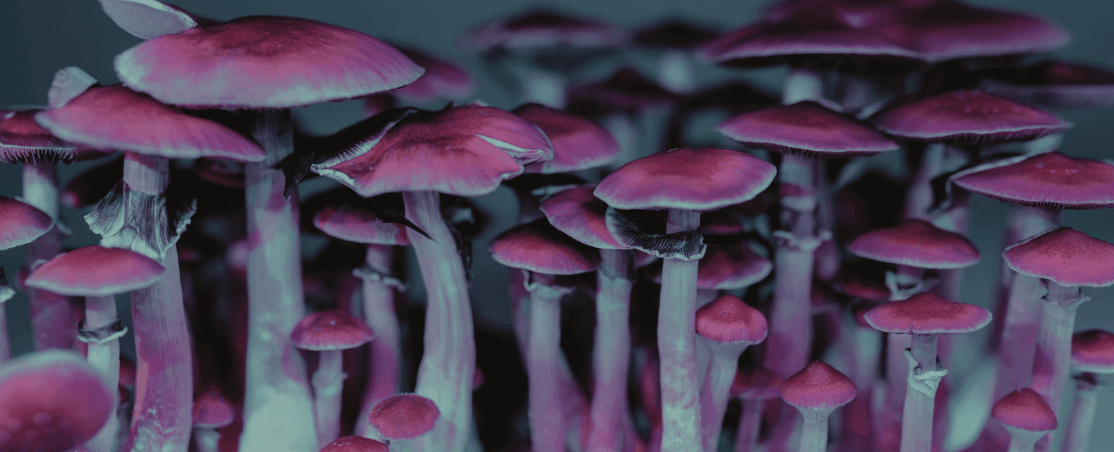 A New Study Links Non-Clinical Psilocybin Use to Improved Mental Health