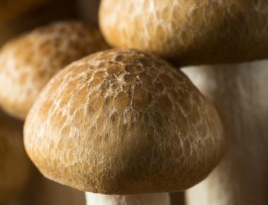 The Complete Guide to Beech Mushrooms