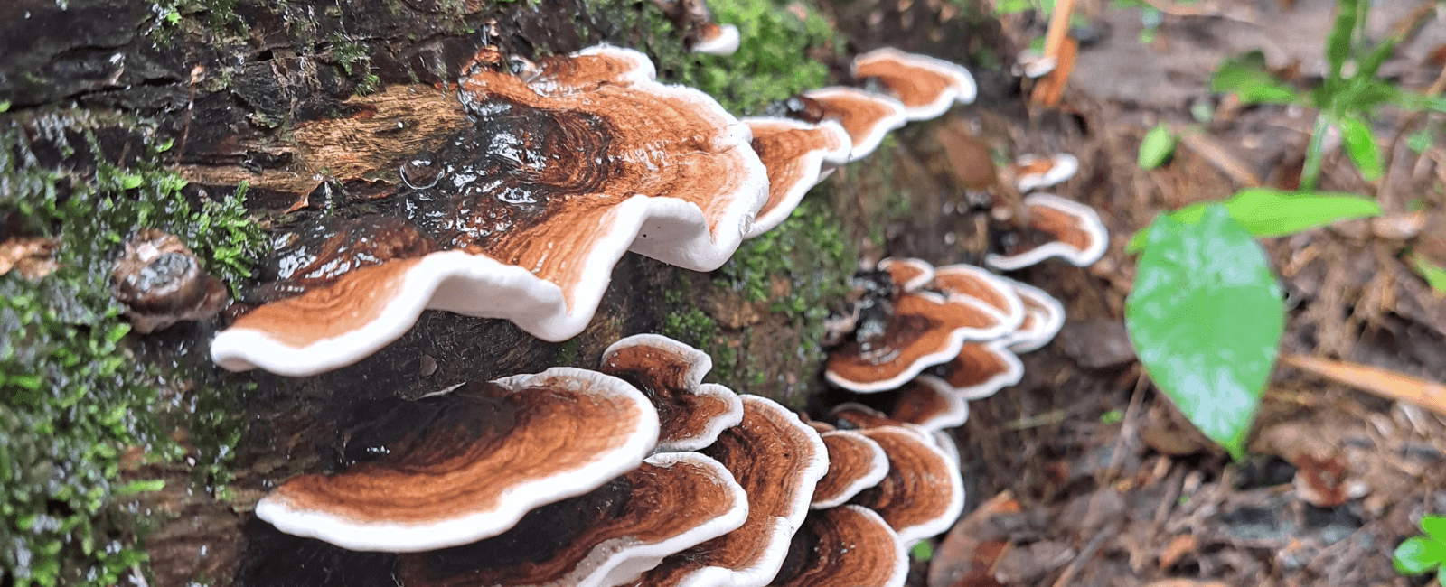 Medicinal Mushrooms Have the Potential to Treat Long COVID Symptoms