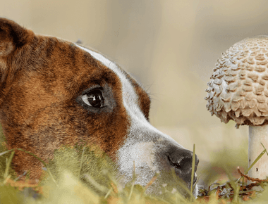 Dogs and Wild Mushrooms: A Guide for Safe Foraging