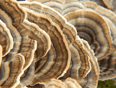 Treating HPV with Turkey Tail and Other Medicinal Mushrooms