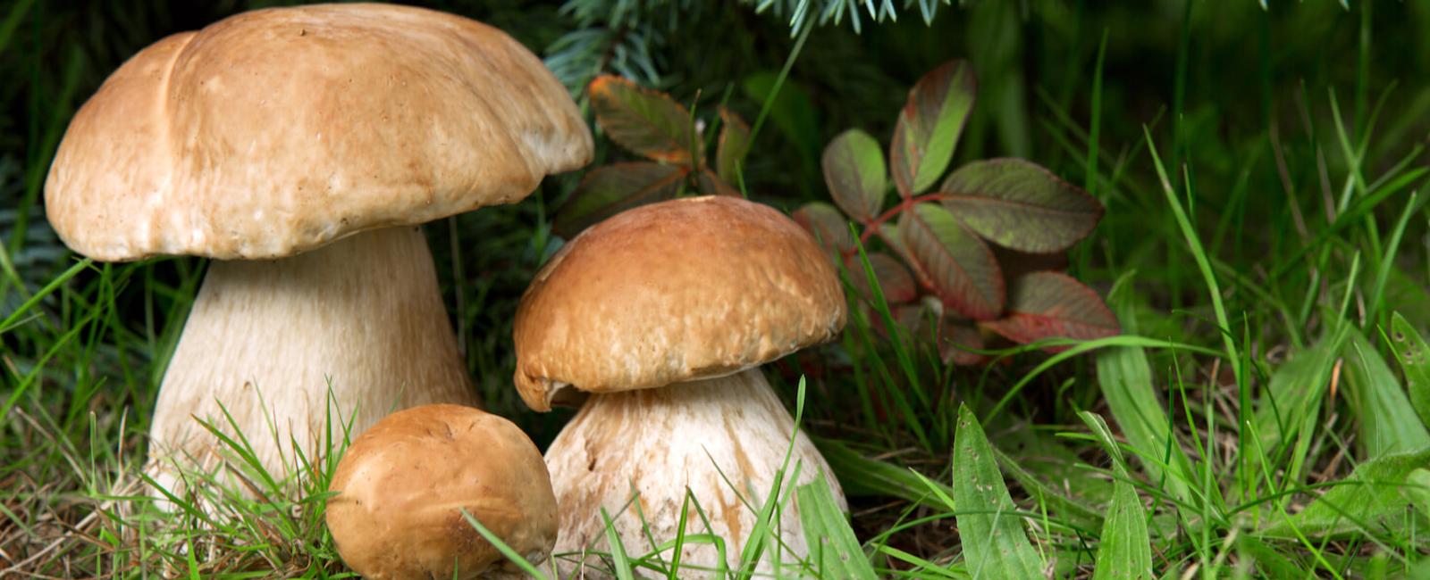 The Complete Guide to Porcini Mushrooms
