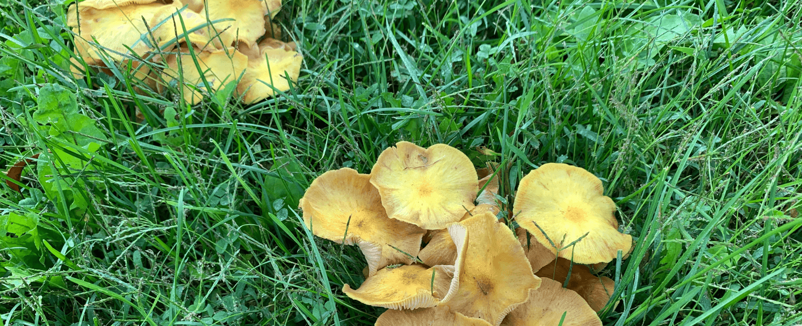 Friend or Foe? Identifying Common Mushrooms That Grow in Your Yard
