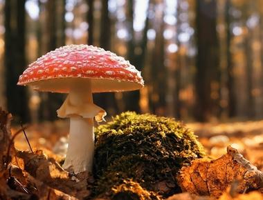 The Complete Guide to Amanita Muscaria