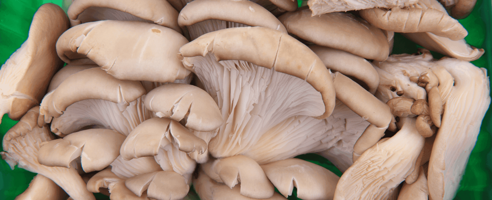 How to Enjoy Mushrooms on a Low FODMAP Diet
