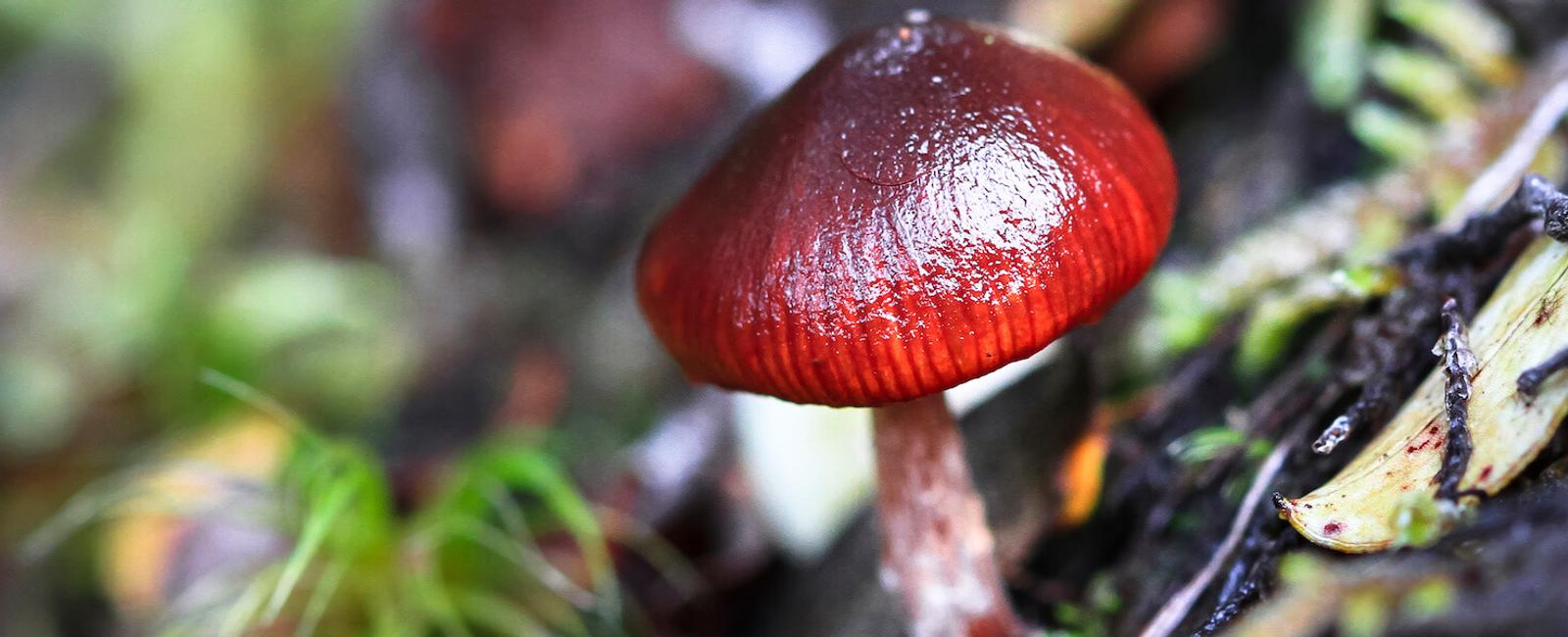 The Complete Guide to Wine Cap Mushrooms