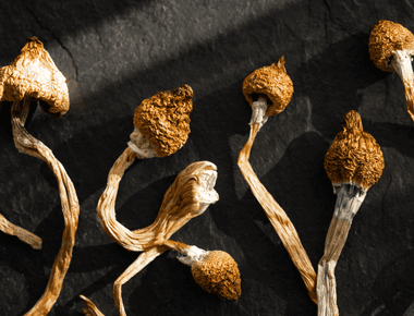 The Promising Connection Between Psilocybin, the Gut Microbiome, and the Brain