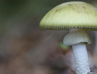 The Complete Guide to Amanita Phalloides