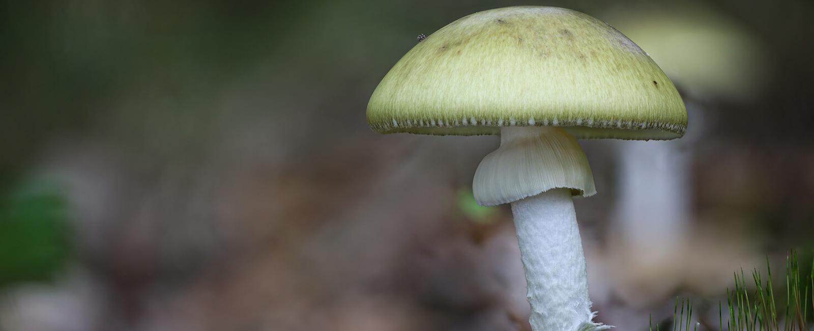 The Complete Guide to Amanita Phalloides