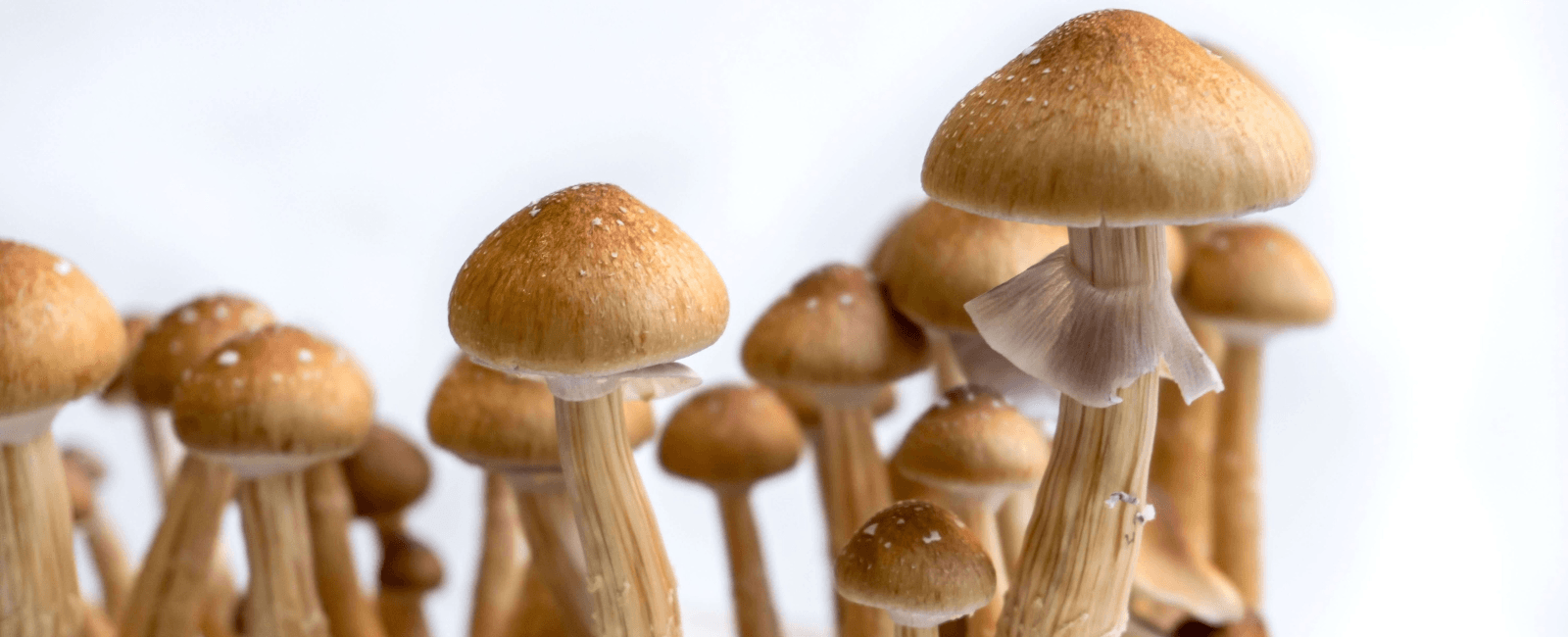 Proposed Massachusetts Bill Could Decriminalize Psychedelic Plant Medicines