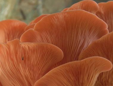 The Complete Guide to Pink Oyster Mushrooms