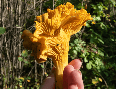 California State Mushroom Will Be the Golden Chanterelle in 2024