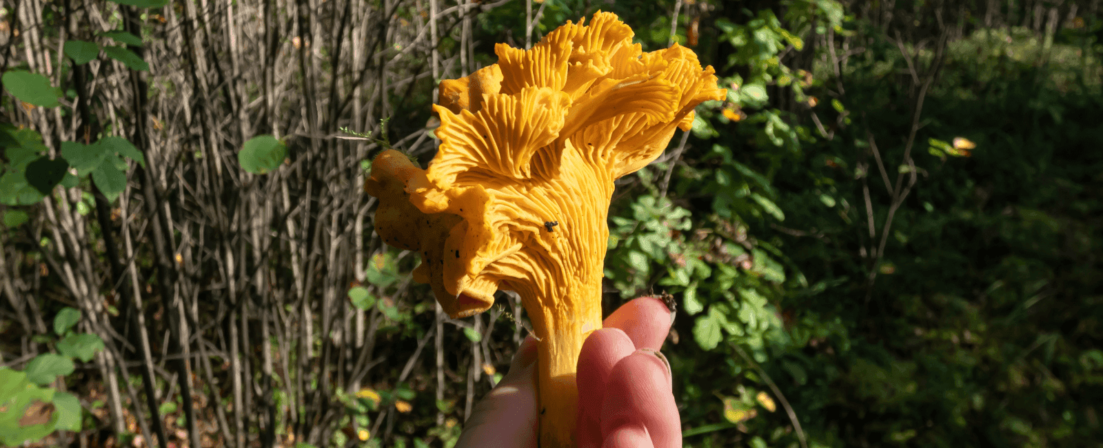 California State Mushroom Will Be the Golden Chanterelle in 2024