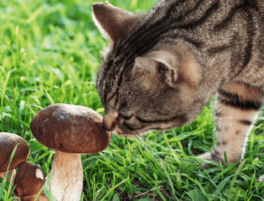 Fungi and Feline Friends: Can Cats Eat Mushrooms?
