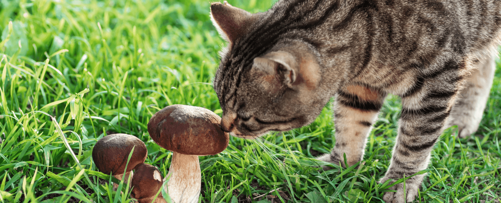 Fungi and Feline Friends: Can Cats Eat Mushrooms?