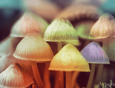 A Guide to Psilocybin and Psilocin for Psychedelic Beginners 