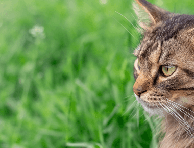 The Best Medicinal Mushrooms for Your Cat's Cancer Care Plan