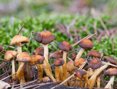 Colorado Is the Second State to Legalize Psilocybin Mushrooms